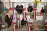Poultry2
